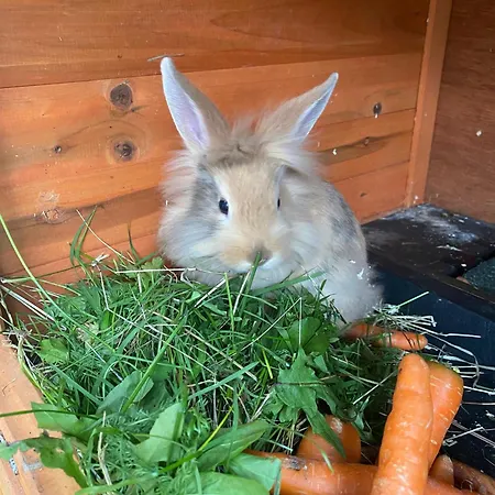 Apartman Pointschneiderhof