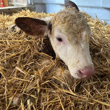 Pointschneiderhof Apartman *