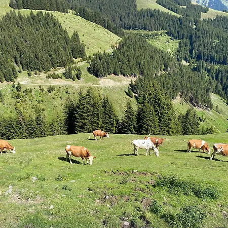 Appartamento Pointschneiderhof *